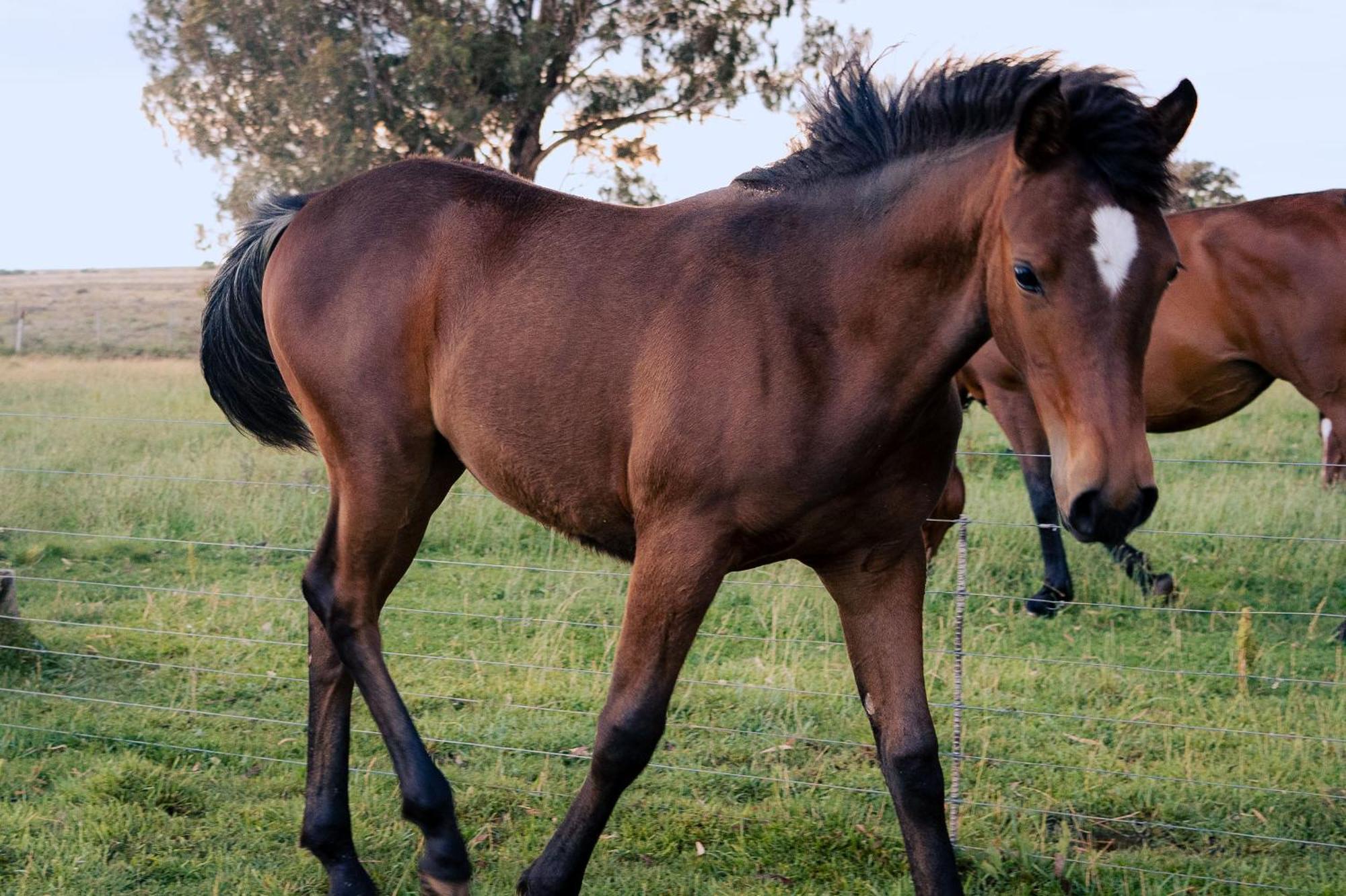 Вілла Garingboom Guest Farm Springfontein Екстер'єр фото
